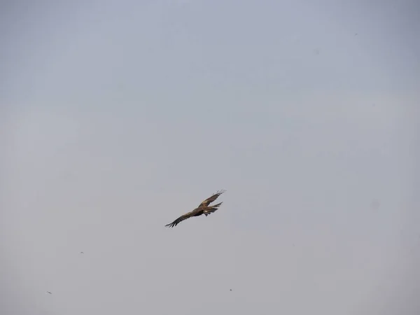 Wide shot of gray skies with a bird flying on outstretched wings