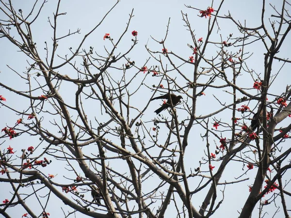 Pequeno Pássaro Pousa Galho Uma Árvore Chamas Florida Nas Marianas — Fotografia de Stock