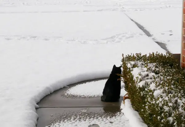 Amplo Tiro Alpendre Dianteiro Coberto Neve Com Gato Preto Sentado — Fotografia de Stock