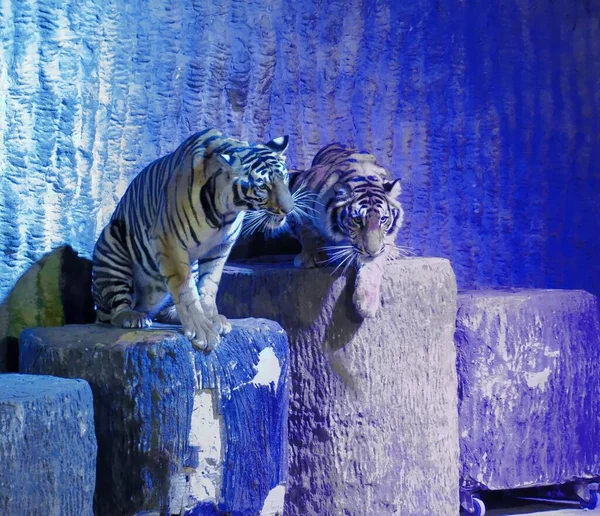 Two tigers perched on concrete slabs in Thailand.