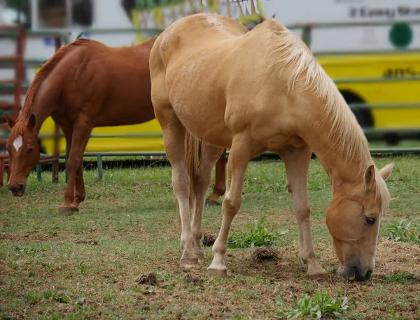 Medium Close Tiro Dois Cavalos Castanhos Pastando Grama Escassa Uma — Fotografia de Stock