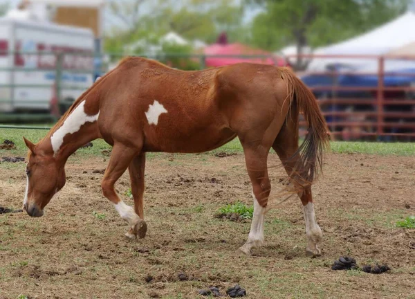 Коричневая Пятнистая Лошадь Идет Опущенной Головой Огороженном Месте Ранчо — стоковое фото