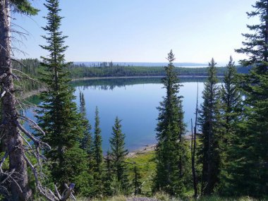 Yellowstone Gölü manzarası sabahın erken saatlerinde Yellowstone Ulusal Parkı 'nda genç çam ağaçları tarafından çerçevelenmiş..