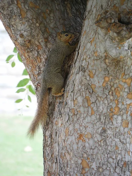 A small squirrel climbs up a tree in summer