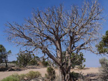 Arizona 'nın güney kıyısında Büyük Kanyon' un kenarındaki yapraksız ağaç..