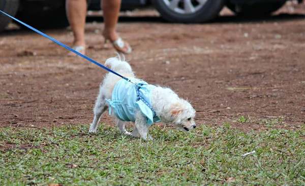 Cute White Chichuachua Being Pulled Blue Leash Park — Stock Photo, Image