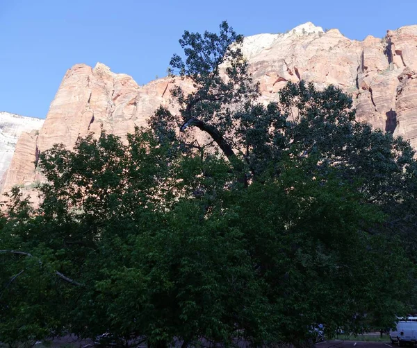 Springdale Utah July 2018 Sprawling Tree Spreads Out Teh Parking — Stock Photo, Image