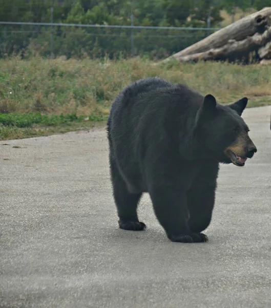 Gran Oso Negro Detiene Medio Una Carretera Pavimentada Dakota Del —  Fotos de Stock