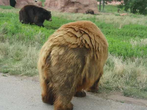 Egy Barna Medve Egy Fekete Medve Sétál Úton Dél Dakotában — Stock Fotó