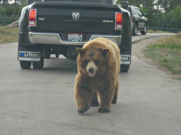 Bear Country Dakota Del Sur Julio 2018 Gran Oso Pardo —  Fotos de Stock