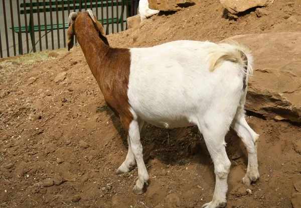 Side View Brown White Goat Enclosure Agriculture Exhibit — Stock Photo, Image