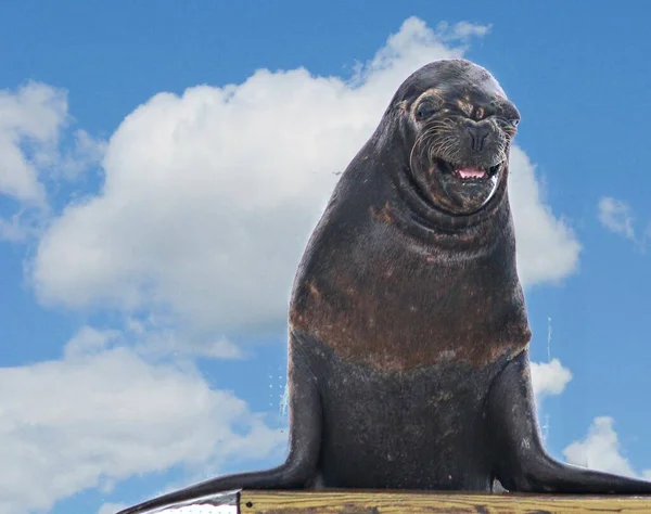 A sea lion standing up and showing off tactics