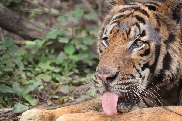 Close tight shot of a tiger's face with his tongue out