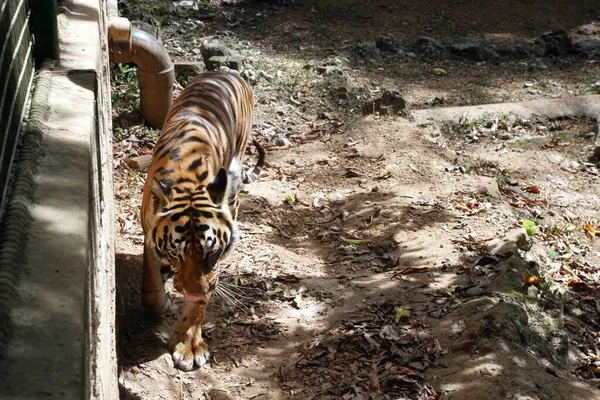 Tigre Bengala Paseando Dentro Espacio Cerrado — Foto de Stock