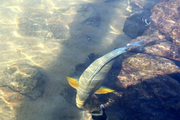 Coloridos Peces Koi Nadando Estanque — Foto de Stock