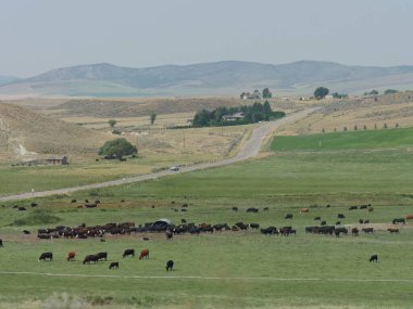 Idaho 'da bir sürü ineğin otladığı tarlalar..