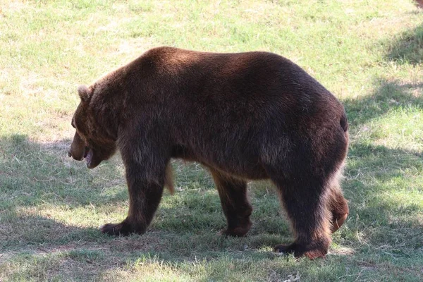 Вид Сбоку Бурого Медведя Идущего Травянистом Участке — стоковое фото