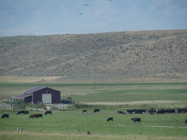 Ферма Стадом Коров Подножия Горы Идахо Сша — стоковое фото