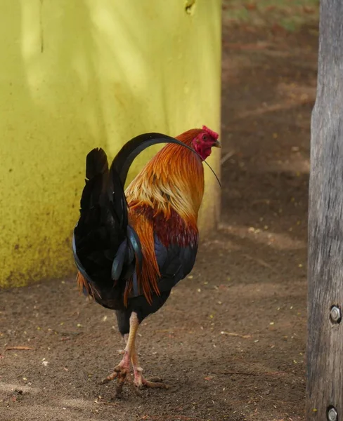 Visão Traseira Galo Andando Chão — Fotografia de Stock