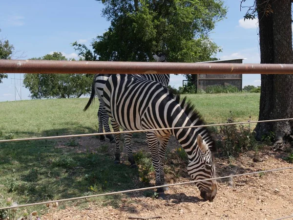 Zèbre Picore Sur Sol Près Une Clôture — Photo