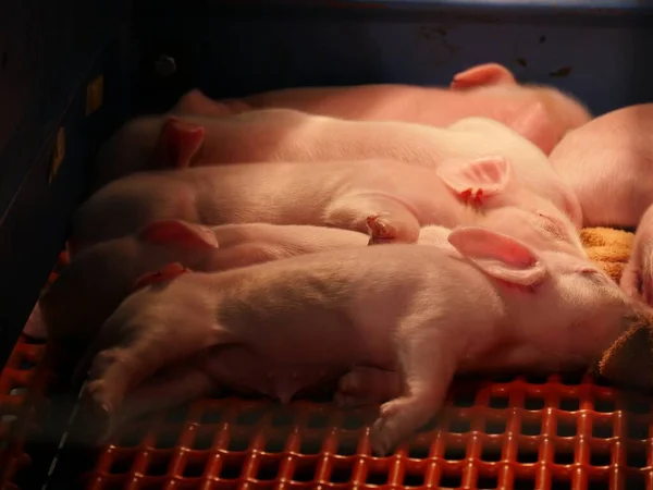 Recién Nacido Lechones Rosados Amamantando Cerdo Madre — Foto de Stock