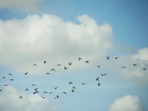 Troupeau Oiseaux Volant Dans Ciel Bleu Blanc — Photo