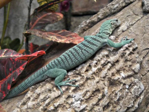 Lagarto Verde Ainda Deitado Concreto Áspero — Fotografia de Stock