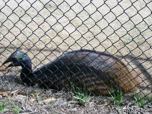 Ένας Emu Ξαπλωμένος Στο Έδαφος Πίσω Από Έναν Κυκλώνα Συρματόπλεγμα — Φωτογραφία Αρχείου