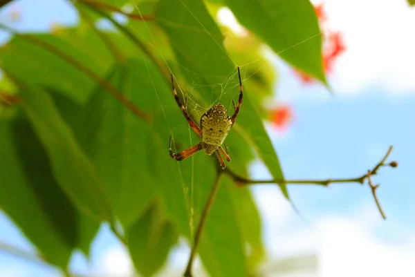 Tiro Largo Médio Uma Aranha Visão Ascendente — Fotografia de Stock