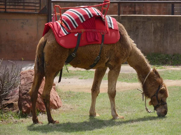 Коричневый Верблюд Седлом Пасущимся Траве — стоковое фото