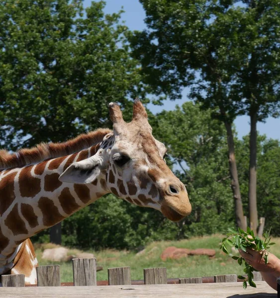 Beskuren Skott Giraff Huvud Några Inches Till Hand Som Håller — Stockfoto
