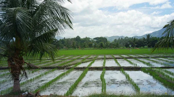 Rice Fields Newly Planted Rice Seedlings Southern Part Philippines — Stock Photo, Image