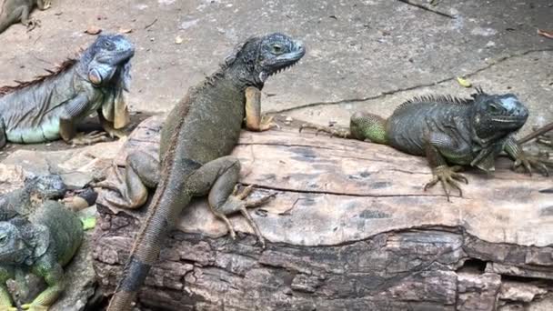 Iguanas avkopplande i solen i Roatan, Honduras. — Stockvideo