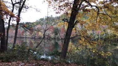 Dağ Çatalı Nehri sonbaharda renkli yaprakların yansımalarıyla. Kunduzlar Viraj Parkı, Oklahoma.