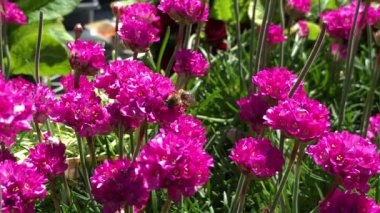 Bir arı parlak pembe Gomphrena Globosa çiçeklerinden nektar yudumlar, ayrıca Bekar Düğmesi olarak da bilinir..