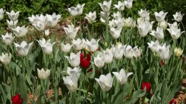 Lanzamiento Hacia Abajo Tulipanes Blancos Con Unos Pocos Rojos Jardín — Vídeo de stock