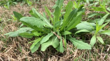 Yavaş yavaş rüzgarda savrulan çimenlerin durgun görüntüsü.