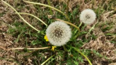 Yerdeki karahindibaların aşağı doğru görüntüsü.
