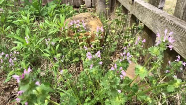 Pequeñas flores violetas balanceándose suavemente en la brisa por una cerca de madera — Vídeo de stock