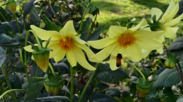 Пчела потягивает нектар из желтой маргаритки в саду. — стоковое видео