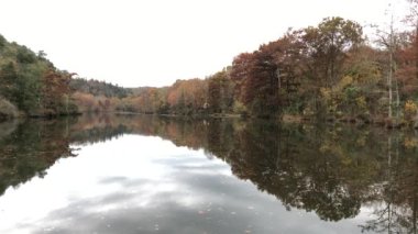 Sabit, karahindiba yakın çekim, yumuşak arkaplan