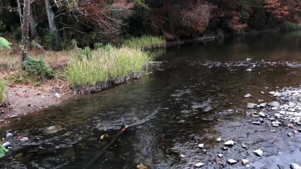 Aguas Que Fluyen Suavemente Mountain Fork River Beavers Bend Oklahoma — Vídeos de Stock