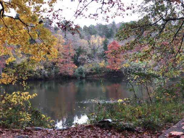 Mountain Fork River Colorful Trees Autumn Reflected Glimmering Waters Beavers — Stock Video