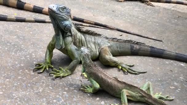 Roatan Honduras Bir Çiftlikte Gevşeyen Iguanaların Yakın Plan Çekimi — Stok video