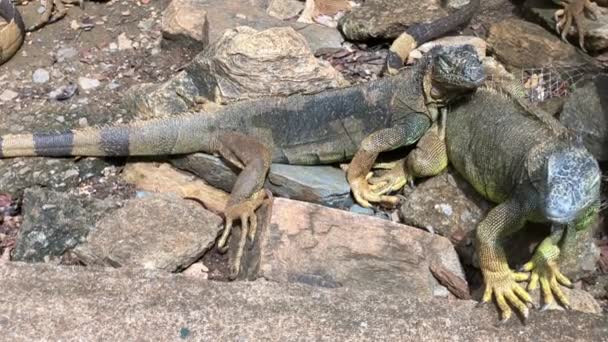 Leguane Entspannen Auf Einem Bauernhof Roatan Honduras — Stockvideo