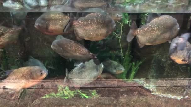 Handheld Tiro Largo Médio Peixes Piranha Nadando Aquário Gigante — Vídeo de Stock