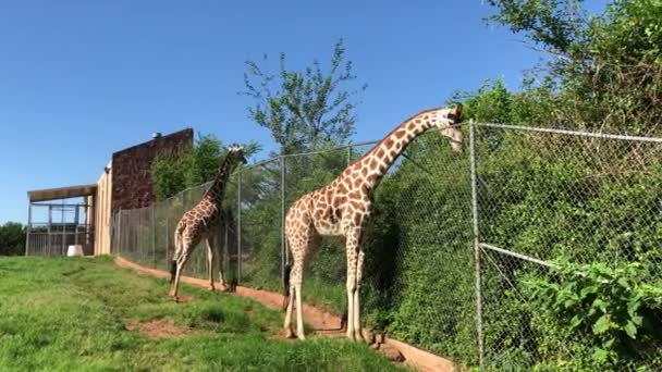 Couple Girafes Mangeant Herbe Autre Côté Une Clôture Métallique Cyclone — Video