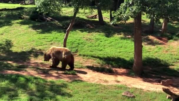 草のパッチの中を歩くグリズリークマの手持ち撮影 — ストック動画