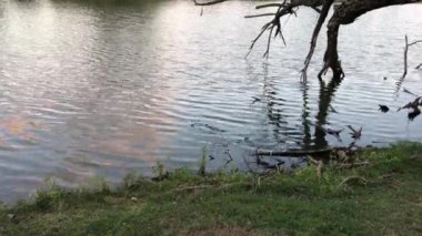 Gölette yansımaları olan su dalgaları.