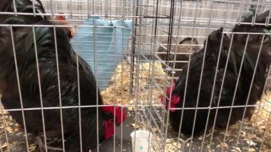 Bir tarım fuarında her bir kafesten birbirine bakan iki dövüşçü horoz.